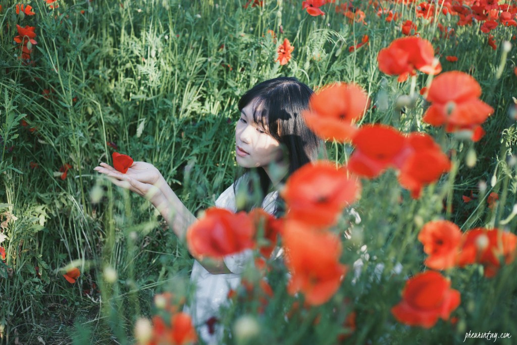 bucheon poppy e1