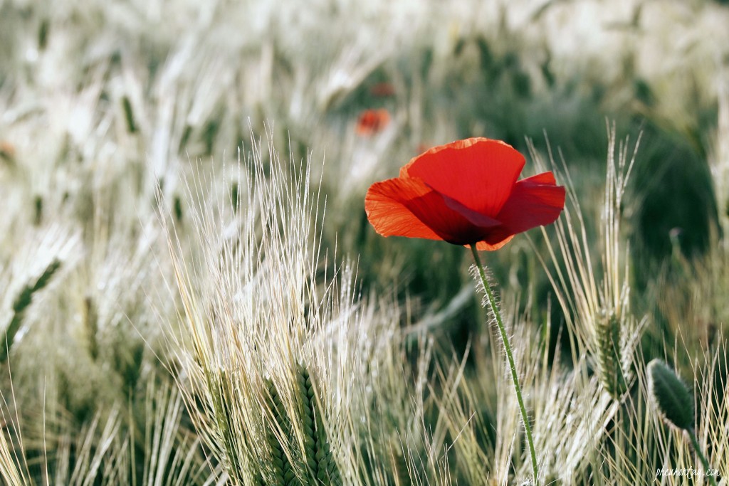 wild poppies in korea 