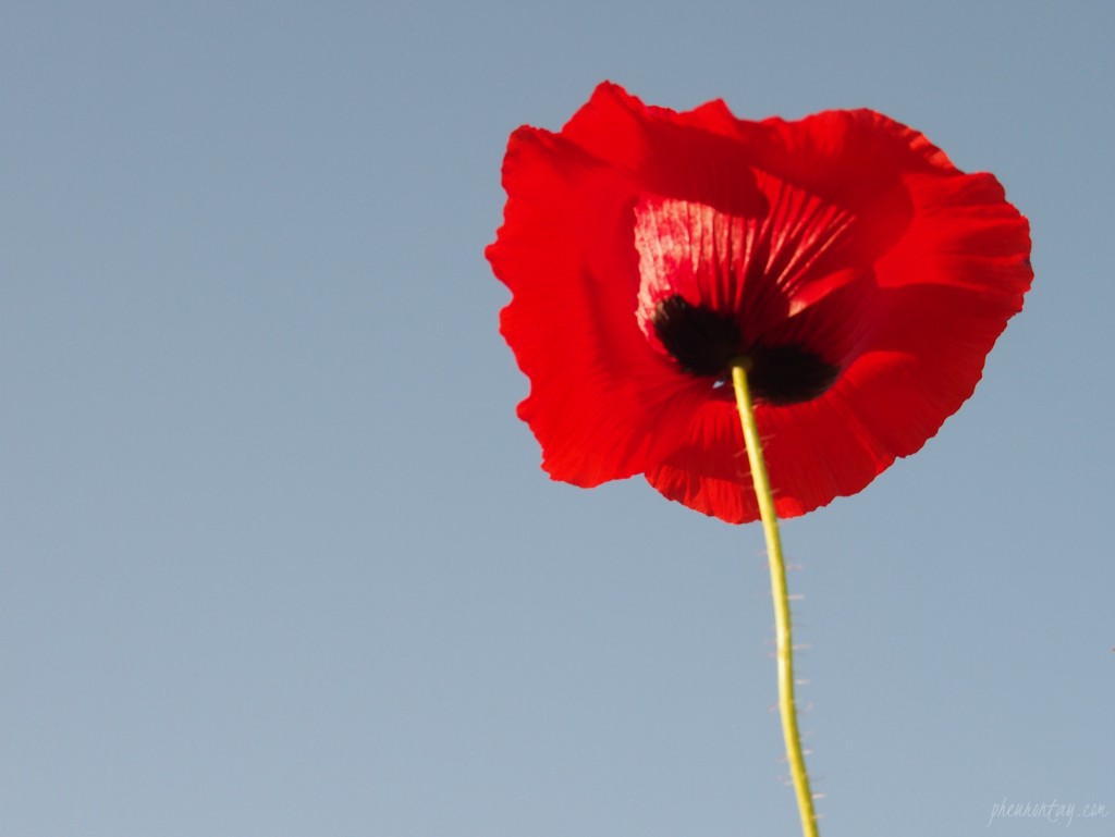 wild poppies korea