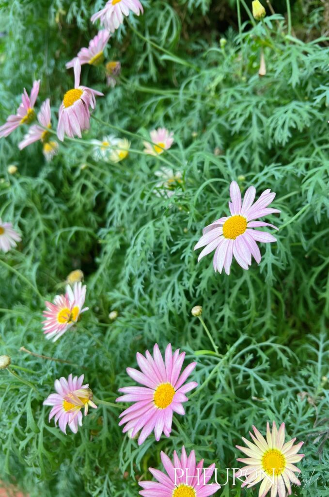 Hortus Flower Dome