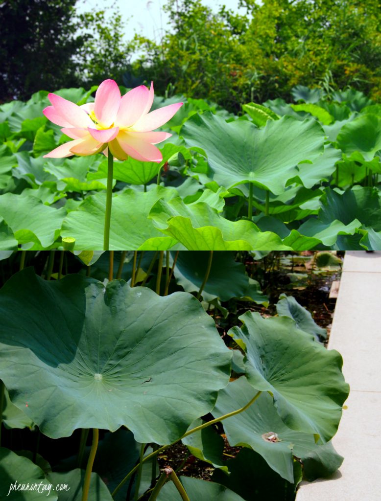 lotus 2
