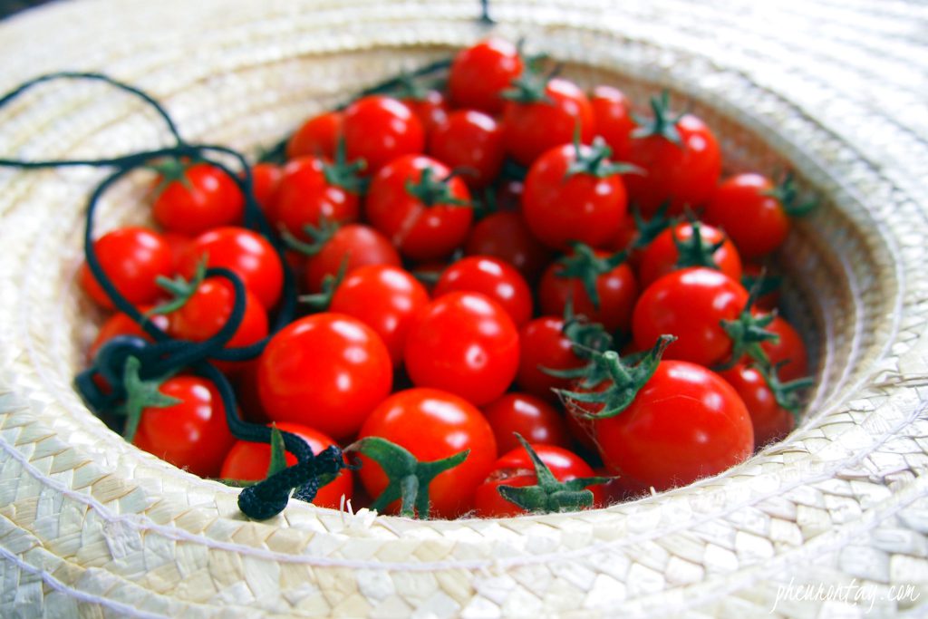 plucking cherry tomatoes 