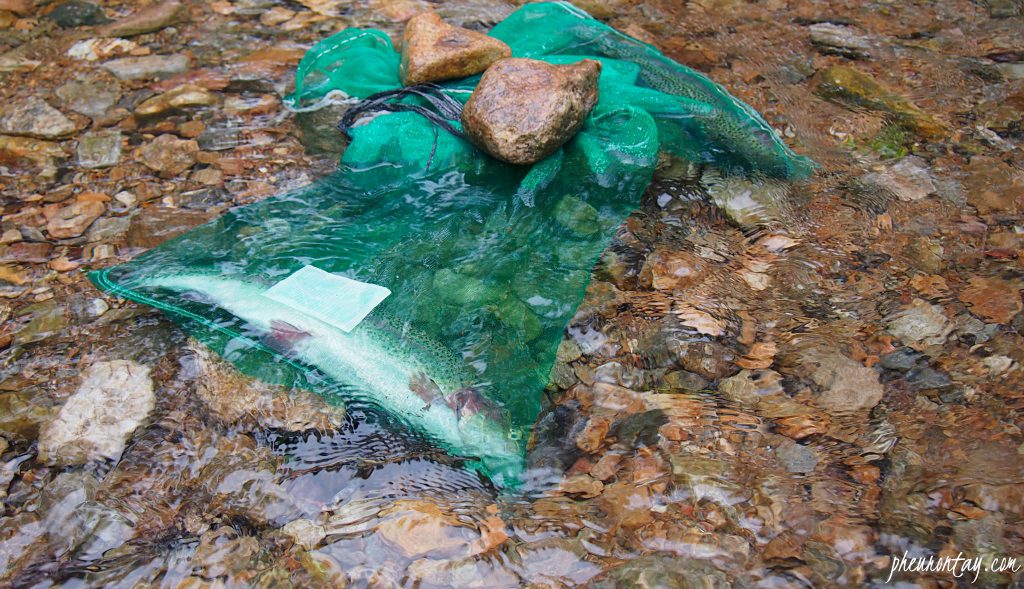 fishing trout farming tour korea 